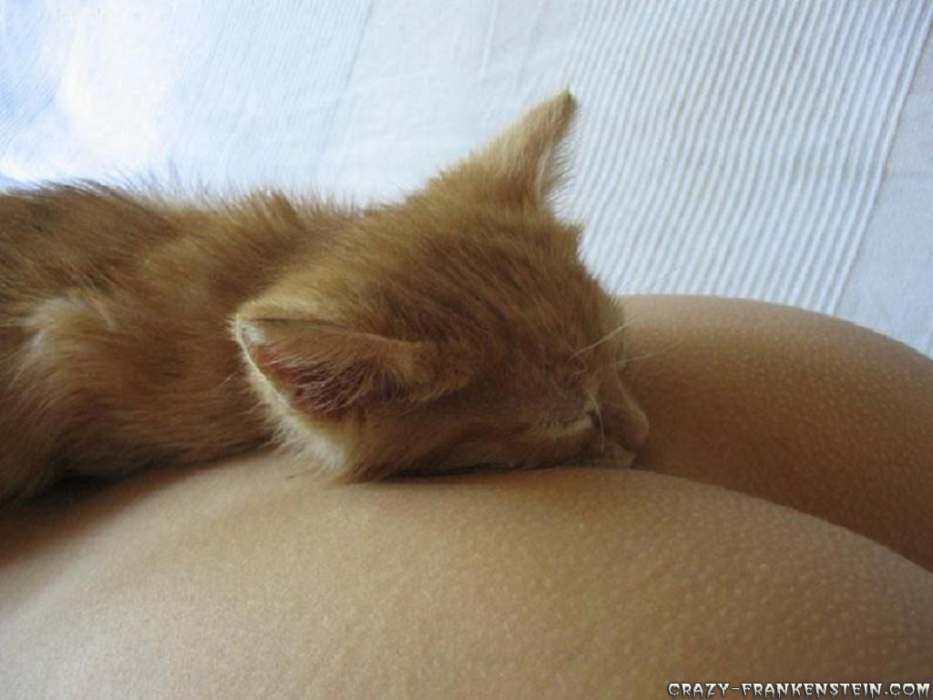 funny-wallpapers-cat-sleep-on-but.jpg